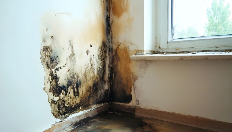 Attic Mold Removal in Dallas, TX