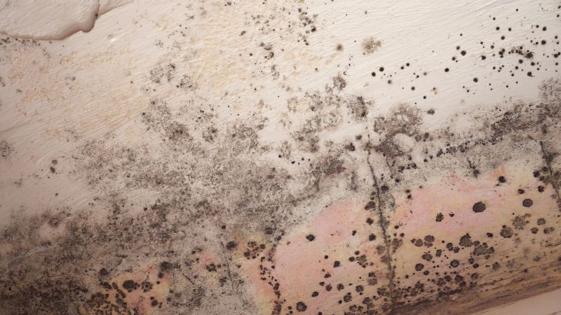 Attic Mold Removal in Bergen County, NJ