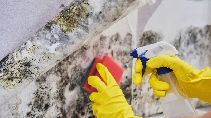 Basement Mold Remediation in Broward County, FL