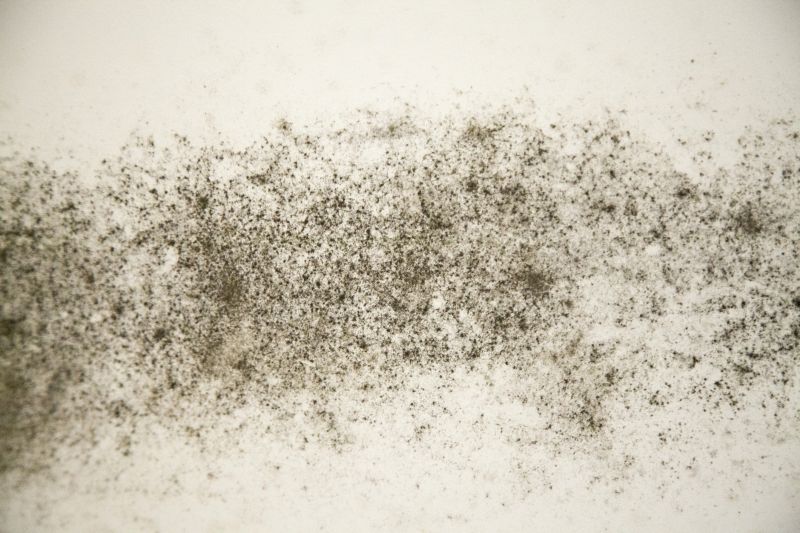 Bathroom Mold Removal