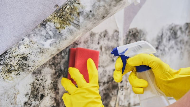 Black Mold Remediation in Broward County, FL