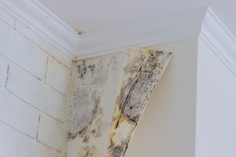 Black Mold Remediation in Boca Raton, FL