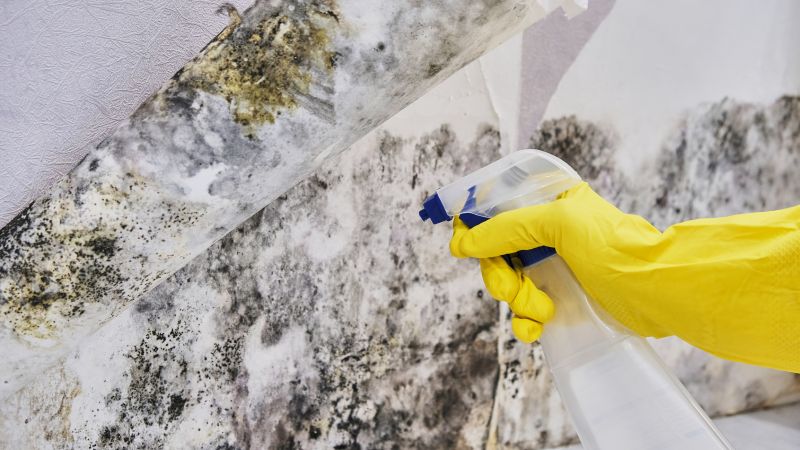 Mold Abatement in Essex County, NJ