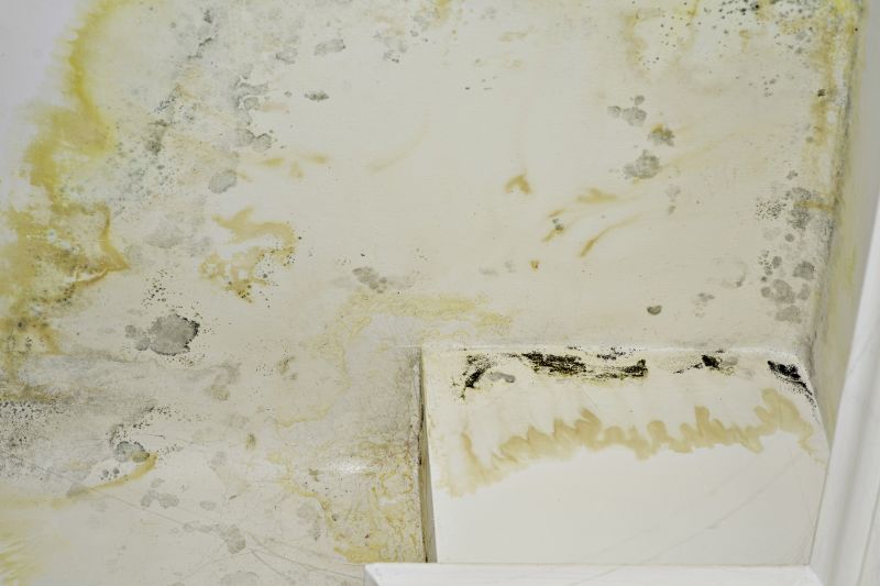 Mold Remediation Service in Dallas, TX