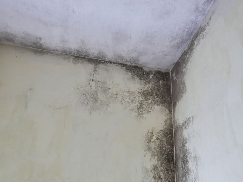 Mold on Ceiling