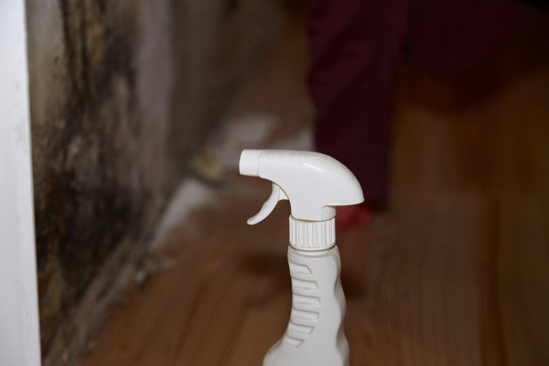 Mold Removal in West Palm Beach, FL