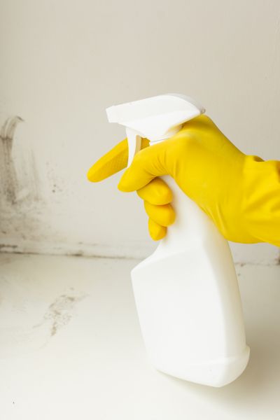 White Mold Removal - White Mold Removal Ann Arbor, Michigan